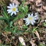 Moehringia ciliata Flower