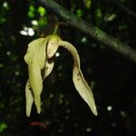 Neostenanthera neurosericea Flower