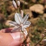 Asphodelus ayardii Flower