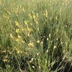 Crotalaria brevidens Hábito