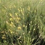 Crotalaria brevidens Συνήθη χαρακτηριστικά