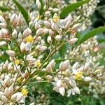 Nandina domesticaFlors