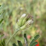 Astragalus hamosus Virág