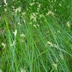 Carex brizoides Flor
