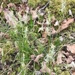 Carex alba Õis