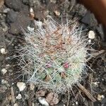 Mammillaria barbata Leht