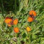 Hieracium aurantiacum Blüte