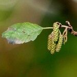 Alnus glutinosa Folio