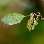 Alnus glutinosa Blatt