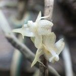 Tridactyle lagosensis Flower