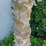 Kalanchoe beharensis Bark