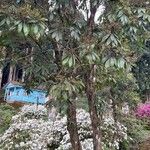 Pieris formosa Likasa