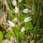 Cephalanthera longifolia Blomma