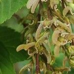 Acer davidii Fleur