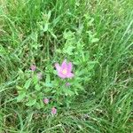 Sabatia campestris Flower