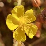 Fumana viridis Flower