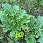 Heracleum sosnowskyi Leaf