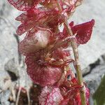 Rumex cyprius Fruto