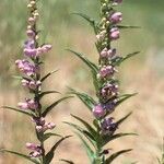 Penstemon secundiflorus Habit