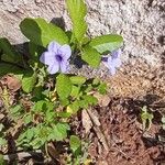 Ruellia tuberosa फूल