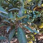 Citrus × aurantium Folha