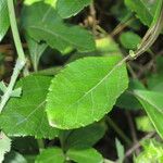 Salvia buchananii Feuille