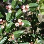 Cotoneaster horizontalisЦвят