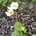 Anemone sylvestris অভ্যাস