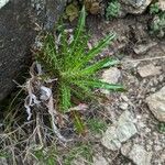 Ptilostemon casabonae Leaf