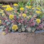 Sedum spathulifolium 形态