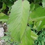 Kalanchoe pinnata Leaf