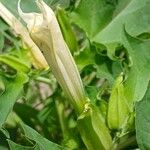 Datura stramonium 花