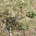 Cirsium italicum ശീലം