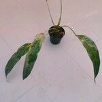 Anthurium pendulifolium Leaf