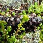 Sedum alpestre Blad