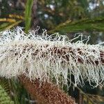 Pentaclethra macroloba Blomst
