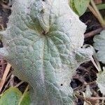 Lunaria annuaBlad