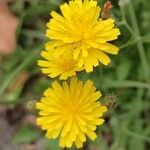 Crepis capillarisКвітка