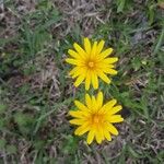 Krigia dandelion Bloem