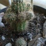 Echinocereus coccineus Leaf