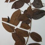 Hirtella ciliata Otro