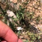 Dianthus pungens Blüte