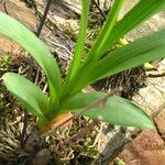 Polystachya odorata Leaf