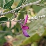 Lespedeza bicolor 花