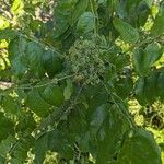 Zanthoxylum clava-herculis Flor