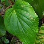 Gloxinia perennis Blad