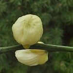 Citrus trifoliata Kvet