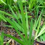 Freesia leichtlinii Blad