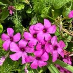 Oxalis articulata Flor