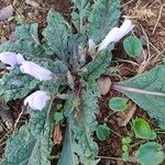 Mandragora officinarum Квітка